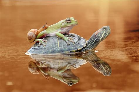 Frog and turtle - 3 – Size. Turtles are typically bigger than frogs. So, in most cases, frogs will become the prey. Also, turtles have big, strong shells to protect them from frogs’ attacks. But, note that some frogs can grow to become 6-8 inches long. If they have the size advantage, frogs would prey on turtles.